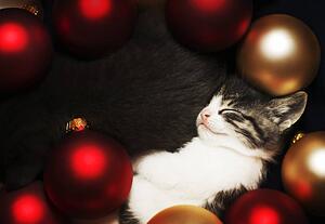 Kitten sleeping in decorations