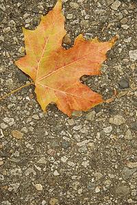 Maple leaf on ground