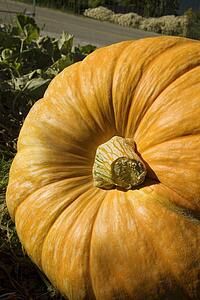 Large pumpkin
