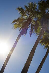 Palm trees in sunshine