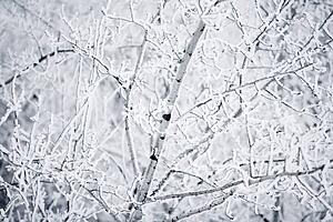 Tree branches with frost