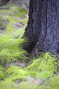 White pine seedlings