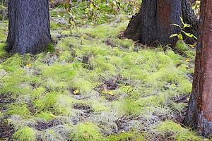 White pine seedlings