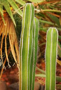 Cacti