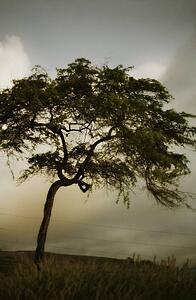 Tree and stormy sky