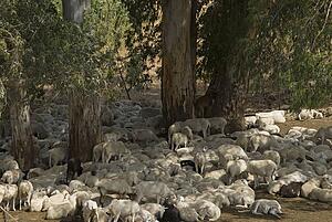 Goats resting under Eucalyptus trees
