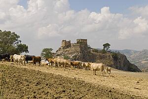 Castle and cattle in Spain