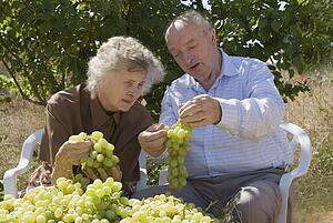 Grape orchardists in Spain