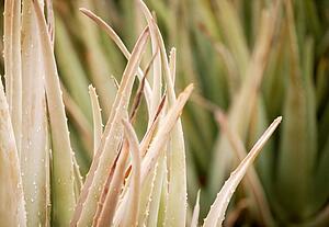 Aloe vera plant