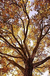 Sun filtering through a tree