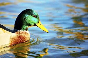 Duck in the water