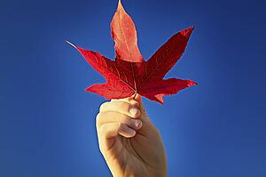 Person holding a leaf
