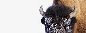 Bison in winter