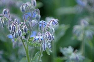 Blue flowers