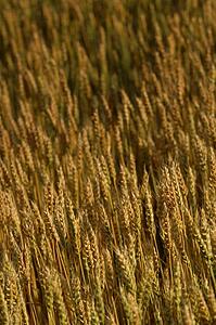 Wheat field