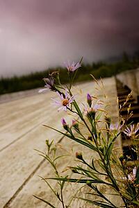 Wild flowers