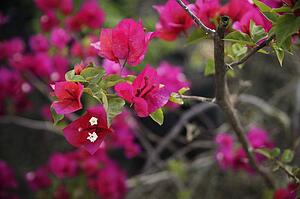 Delicate pink flowers
