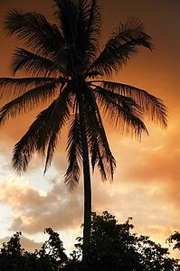 Silhouetted palm tree