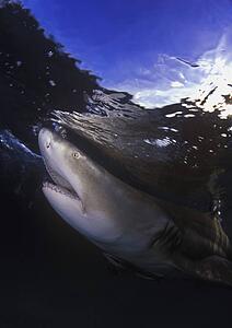 Lemon shark underwater