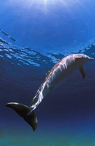 Bottlenose Dolphin
