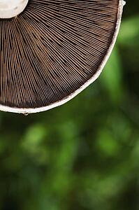 Mushroom closeup