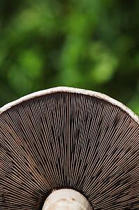 Mushroom closeup