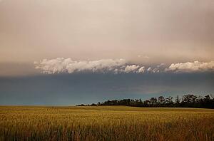 Wheat field