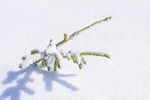 Tip of an evergreen tree