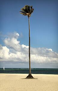 Palm tree on the beach