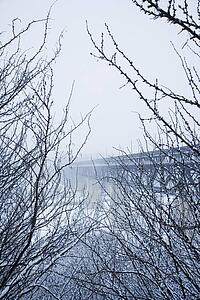 Winter branches