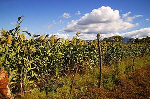 Farmer's field