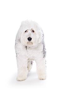 Old English Sheepdog on white background