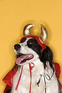 Border Collie in Devil costume.