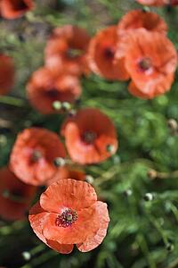 Red poppy flowers.