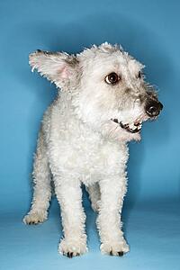 Small white dog portrait.