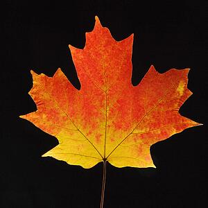 Sugar Maple leaf against black background.
