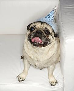 Pug dog sitting in chair.