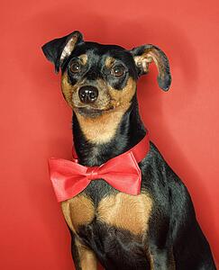 Miniature Pinscher dog wearing red bowtie sitting against red background.