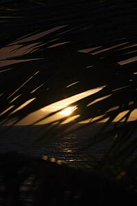 Palm leaf silhouette against sunset over ocean in Maui, Hawaii, USA.