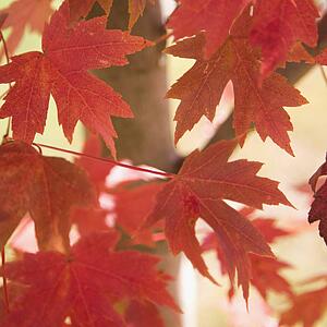 Multiple red autumn maple leaves.
