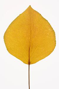 Yellow Bradford Pear leaf against white background.