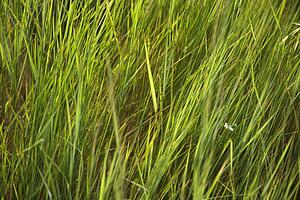 Close-up of grass growing in Tuscany, Italy. 