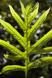 Close-up of Liriope Fern leaf in Maui, Hawaii, USA.