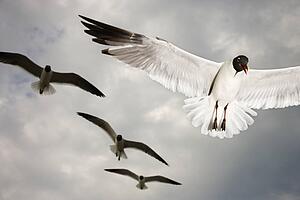 Seagulls in flight.