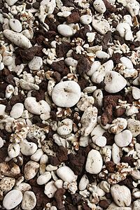 Close up of beach worn rocks and shells in Maui, Hawaii, USA.