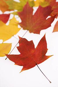 Leaves in Fall color against white background.