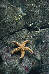 Starfiish on rock surface in aquarium in Lisbon, Spain.