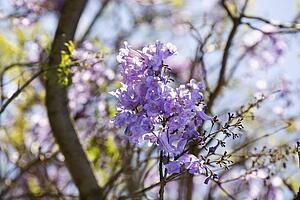Close-up of Jacaranda tree in blooming with purple flowers in Haleakala National Park in Maui, Hawaii.