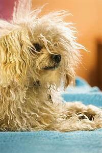Portrait of mixed breed dog looking off to side.