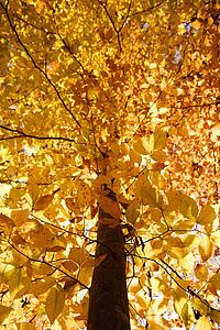 American Beech tree branches covered with yellow Fall leaves.